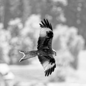 Black & White Unlimited Print - Red Kite 1