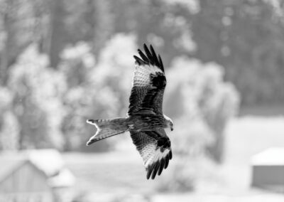 Black & White Unlimited Print - Red Kite 1