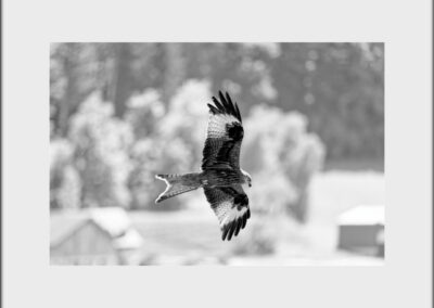 Black & White Unlimited Print - Red Kite 1