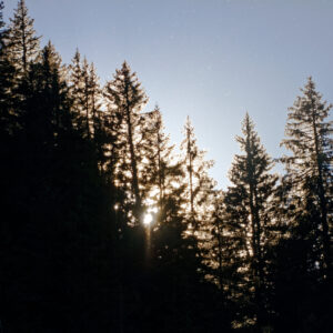 Unlimited Print - Forest 1