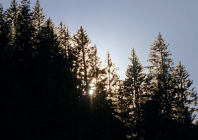 Unlimited Print - Forest 1