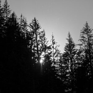 Black & White Unlimited Print - Forest 1