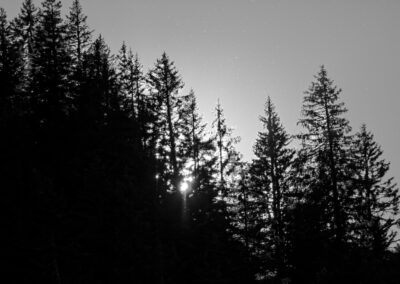 Black & White Unlimited Print - Forest 1