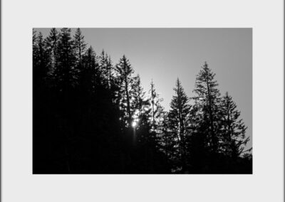 Black & White Unlimited Print - Forest 1
