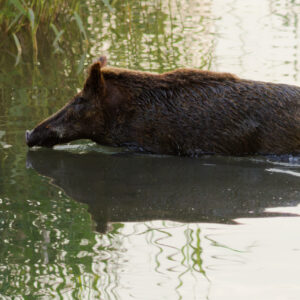 Unlimited Print - Wild Boar 1