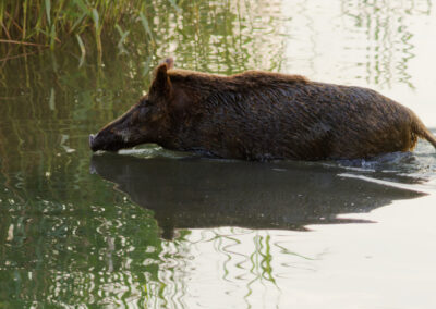 Unlimited Print - Wild Boar 1