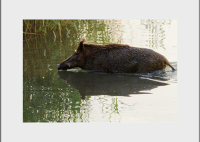 Unlimited Print - Wild Boar 1