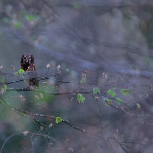 Unlimited Print - Boreal Owl 2