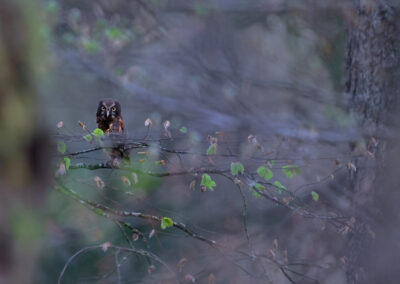 Unlimited Print - Boreal Owl 2