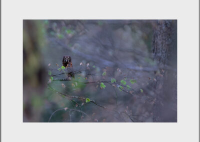 Unlimited Print - Boreal Owl 2