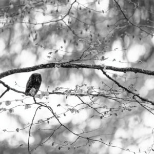 Black & White Unlimited Print - Boreal Owl 1