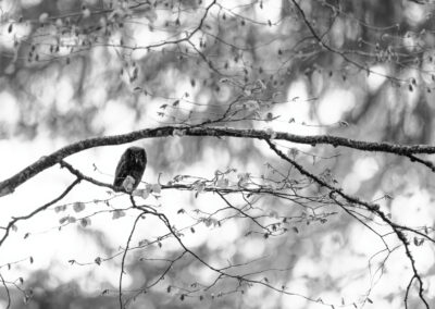 Black & White Unlimited Print - Boreal Owl 1