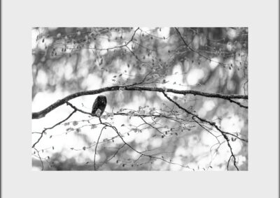 Black & White Unlimited Print - Boreal Owl 1