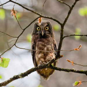 Postcard - Young Boreal Owl