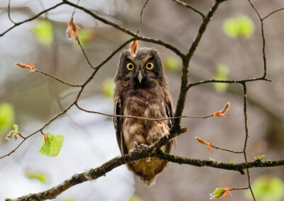 Postcard - Young Boreal Owl