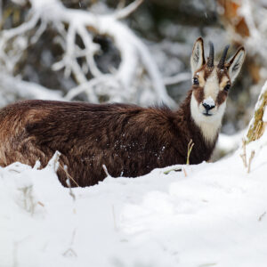 Postcard - Chamois
