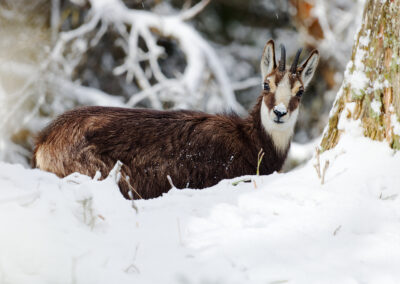 Postcard - Chamois