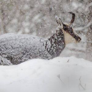 Postcard - Chamois 2