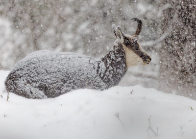 Carte postale - Chamois 2