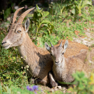 Postcard - Alpine Ibexes