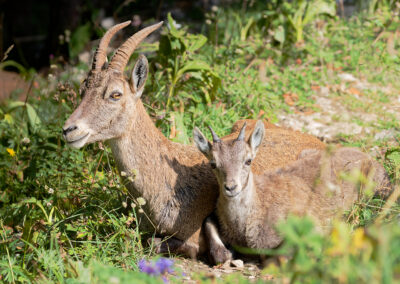 Postcard - Alpine Ibexes