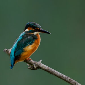 Postcard - Kingfisher