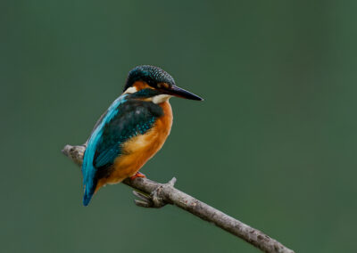 Postcard - Kingfisher
