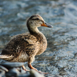 Postcard - Mallard 1