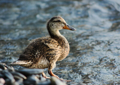 Postcard - Mallard 1