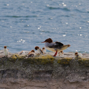 Postcard - Merganser 1