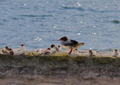 Postcard - Merganser 1