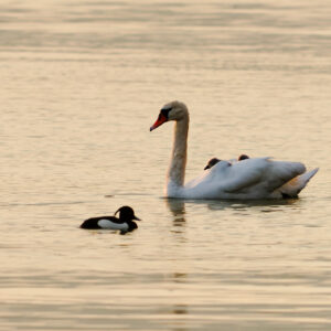 Postcard - Mute Swan 1