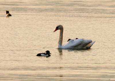 Postcard - Mute Swan 1