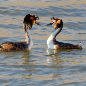 Postcard - Great Crested Grebe 1