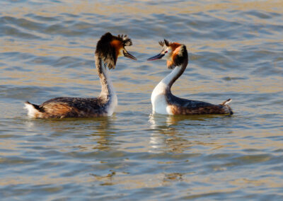 Carte postale - Grèbe huppé 1