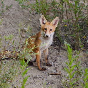 Postcard - Red Fox 2