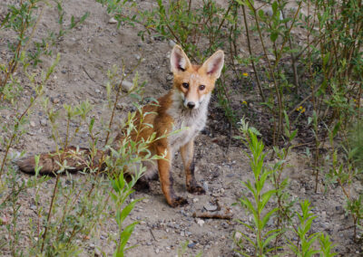Carte postale - Renard roux 2
