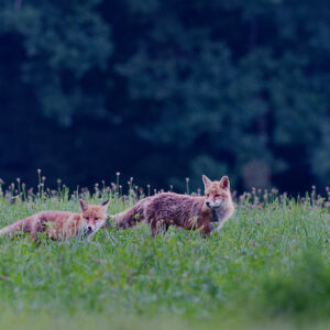 Postcard - Red Fox 3