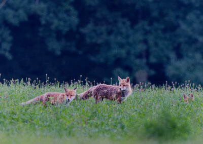 Carte postale - Renard roux 3