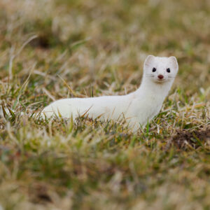 Postcard - Stoat 1