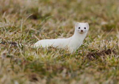 Carte postale - Hermine 1