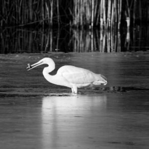 Black & White Unlimited Print - Egret 1