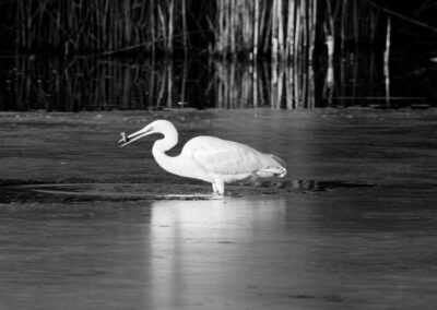 Black & White Unlimited Print - Egret 1