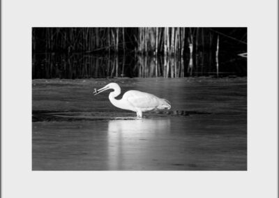Black & White Unlimited Print - Egret 1