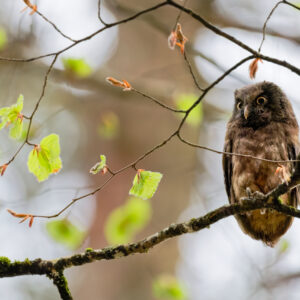 Unlimited Print - Boreal Owl 1