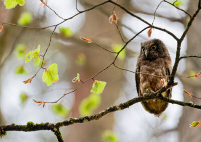 Unlimited Print - Boreal Owl 1