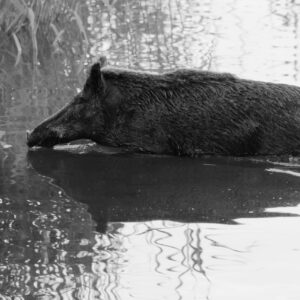 Black & White Unlimited Print - Wild Boar 1
