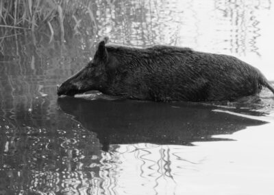 Black & White Unlimited Print - Wild Boar 1