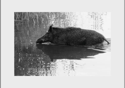 Black & White Unlimited Print - Wild Boar 1