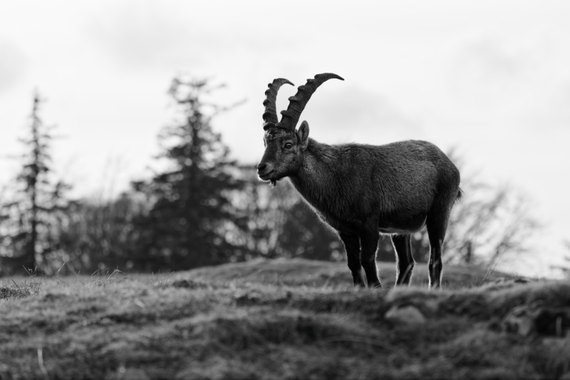 Unlimited Print - Alpine Ibex